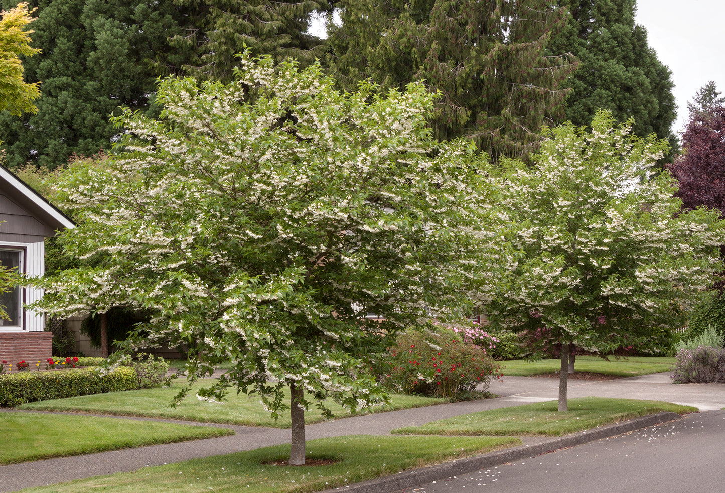 Styrax japonicus