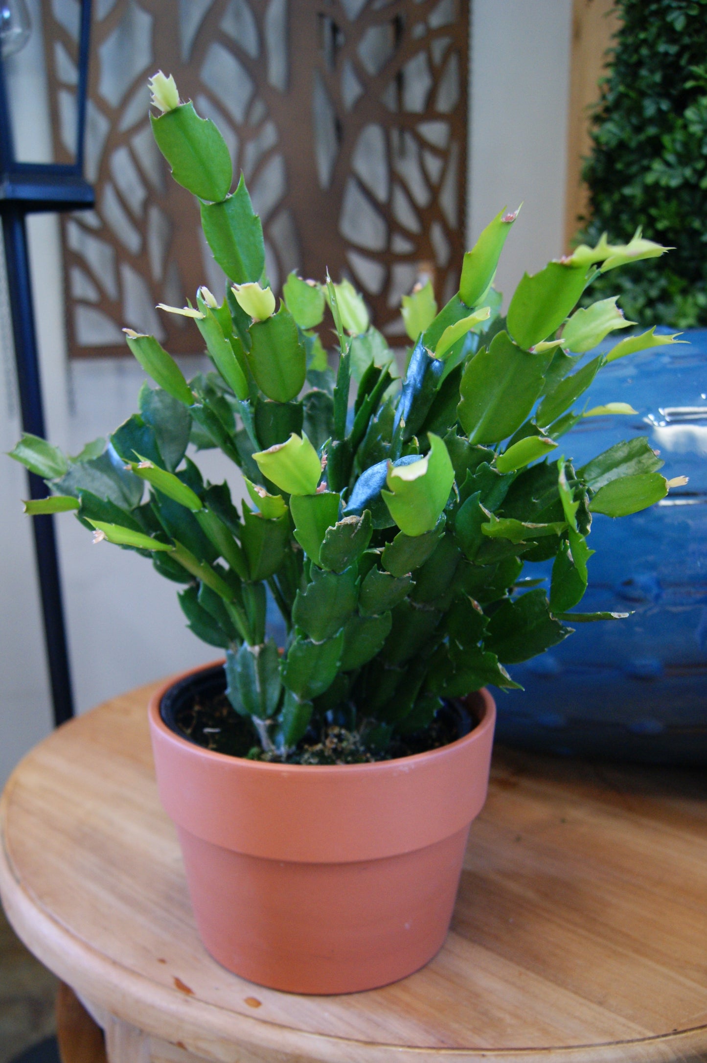 Schlumbergera truncata