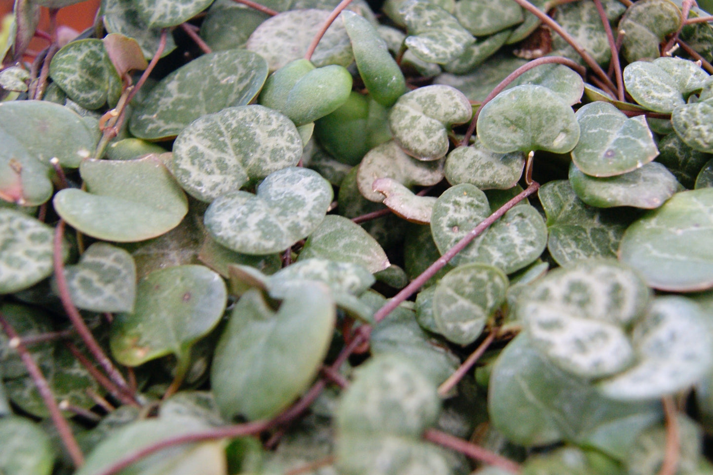 Ceropegia woodii