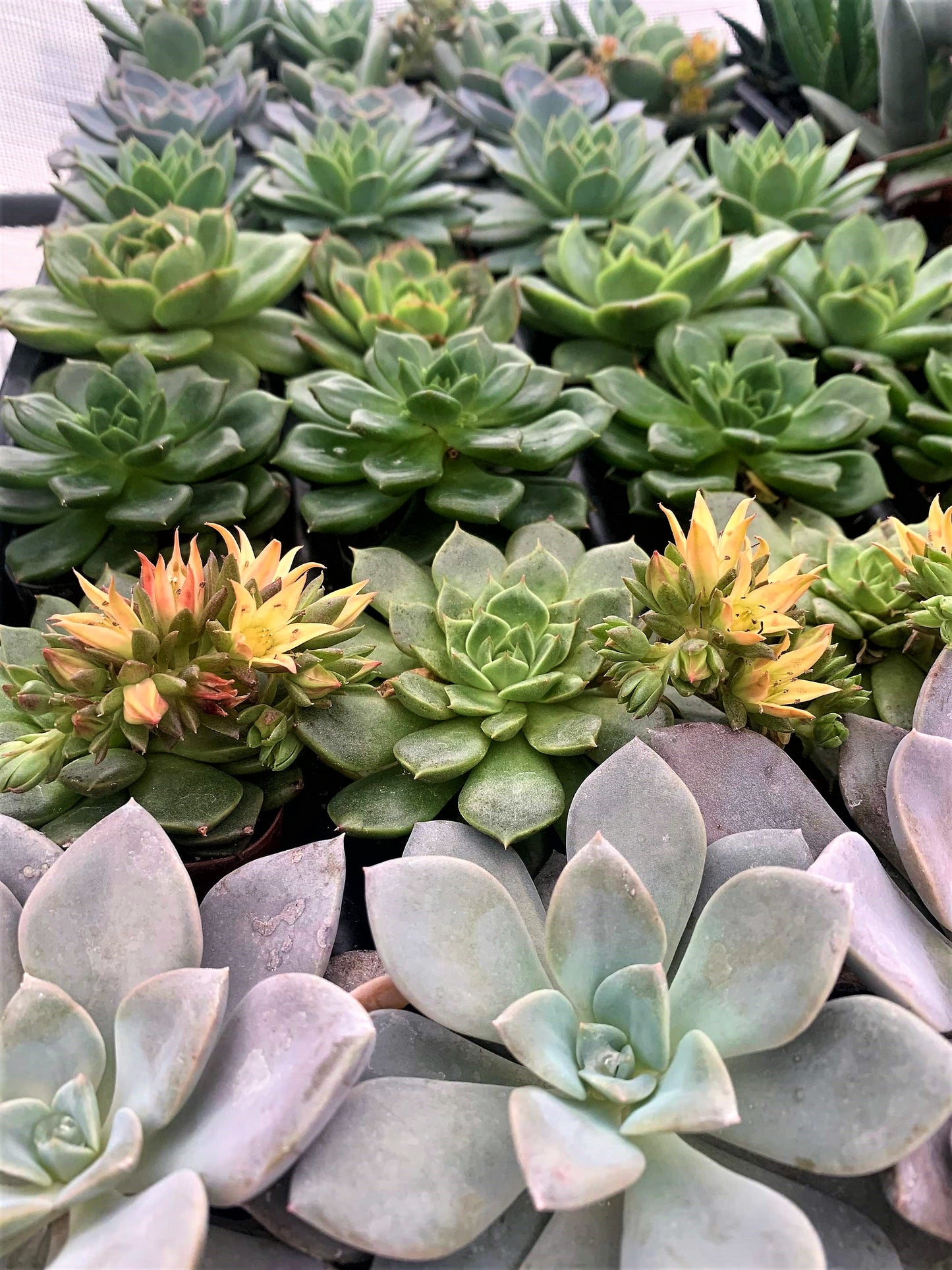 Succulent, Cactus, Echeveria