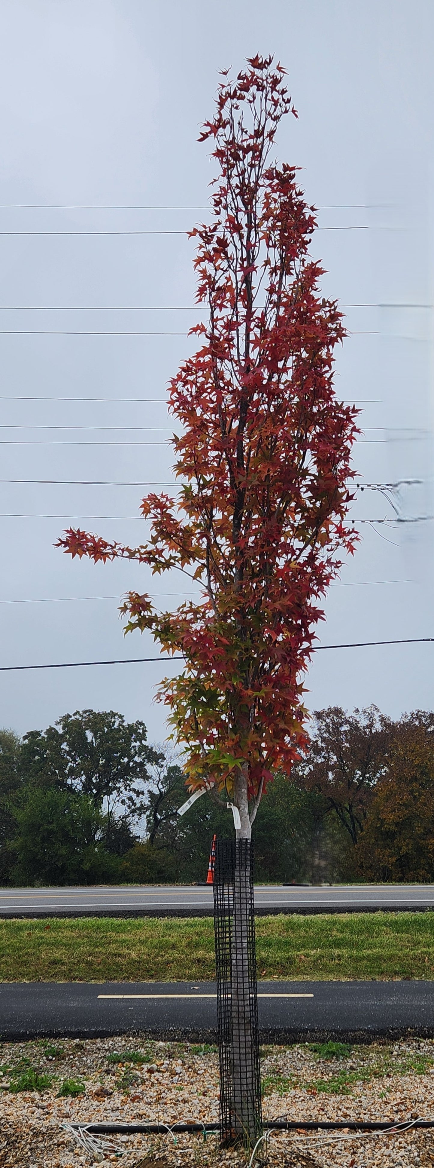 Sweet Gum, Columnar 'Slender Silhouette' (Liquidambar)