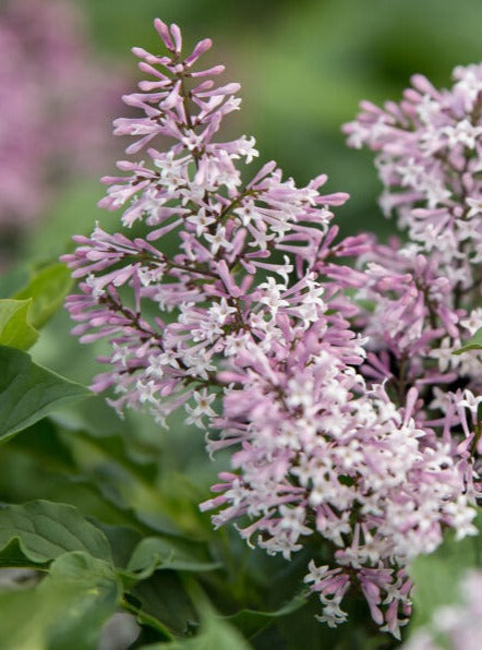 Syringa pubescens subsp. patula 'Little Lady'