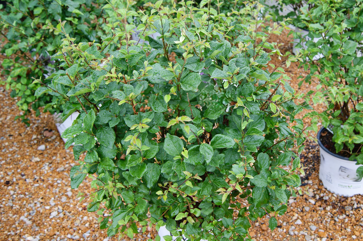 Syringa 'Bloomerang Dark Purple'