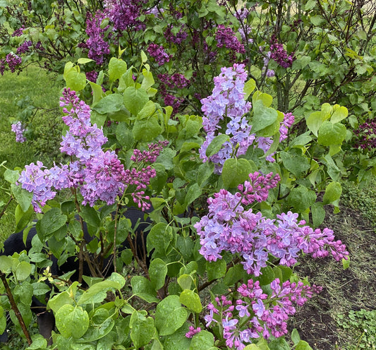 Lilac, Canadian Fragrant 'Declaration' (Syringa)