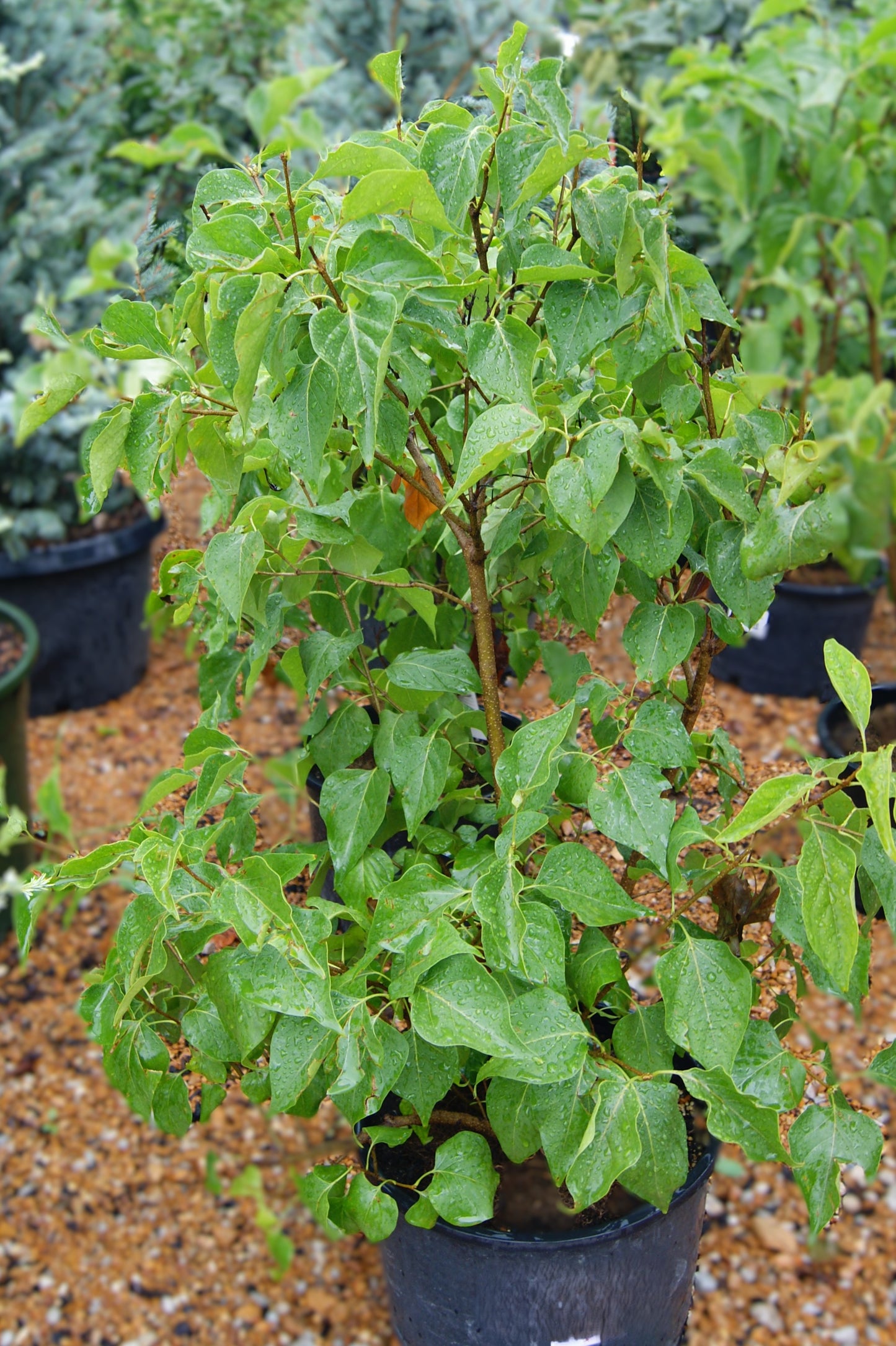 Syringa vulgaris 'New Age Lavender'