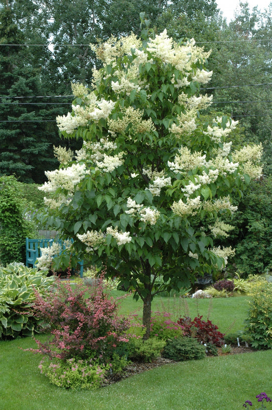 Syringa reticulata 'Ivory Silk'