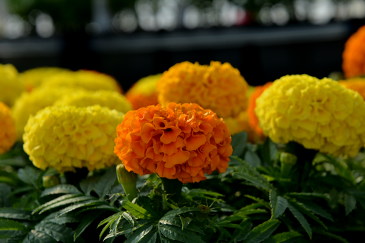 Tagetes spp.