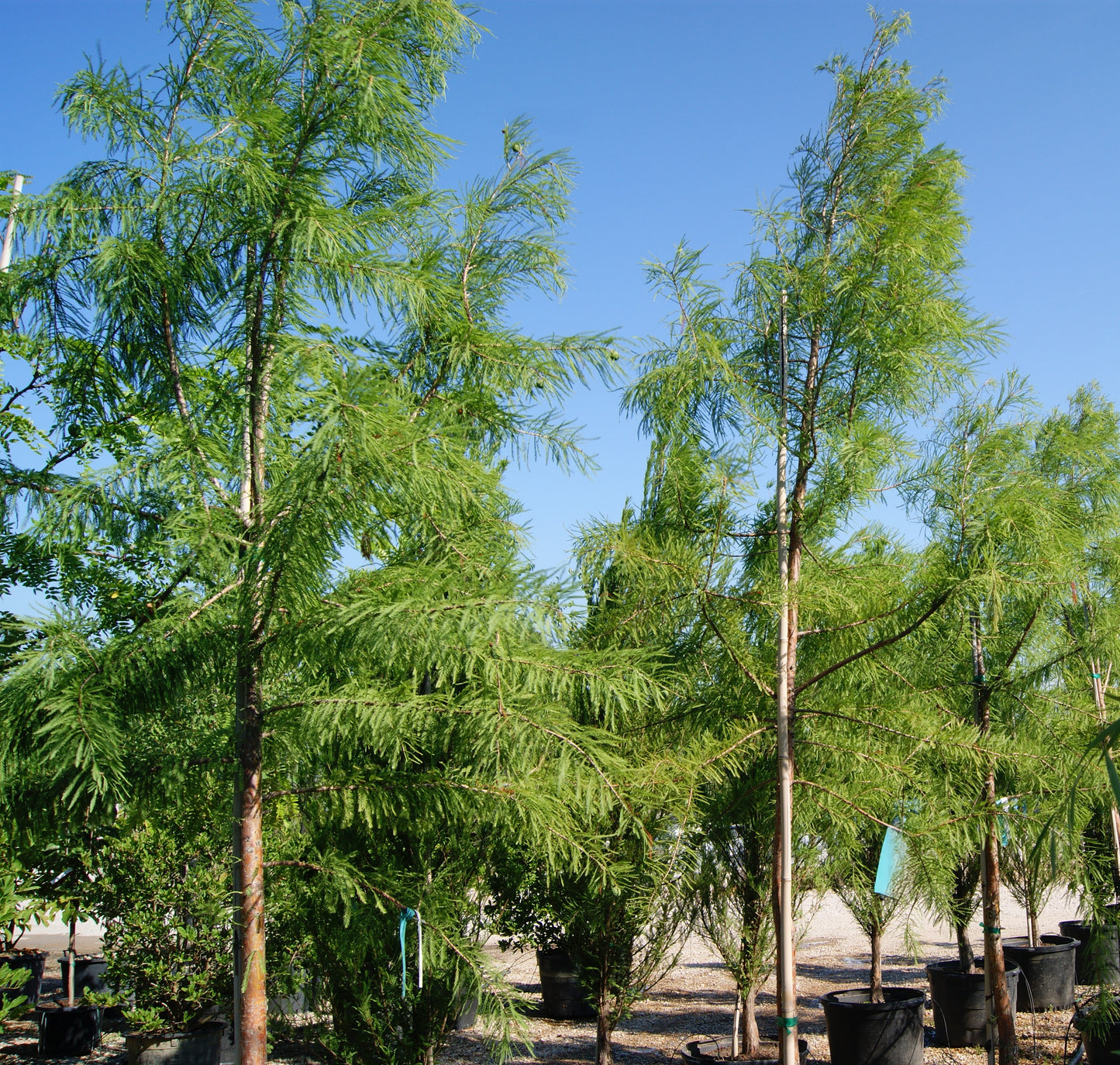 Taxodium distichum 'Shawnee Brave'