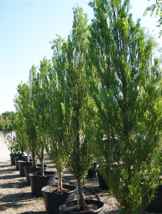 Cypress, Bald Common 'Skyward' (Taxodium)