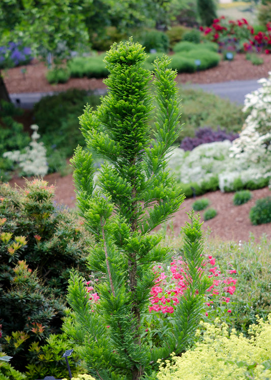 Cypress, Bald Columnar, Dwarf 'Pevee Minaret' (Taxodium)