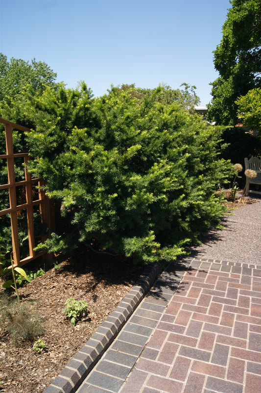 Yew, English x Japanese 'Densiformis' (Taxus)