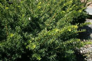 Taxus x media 'Everlow'