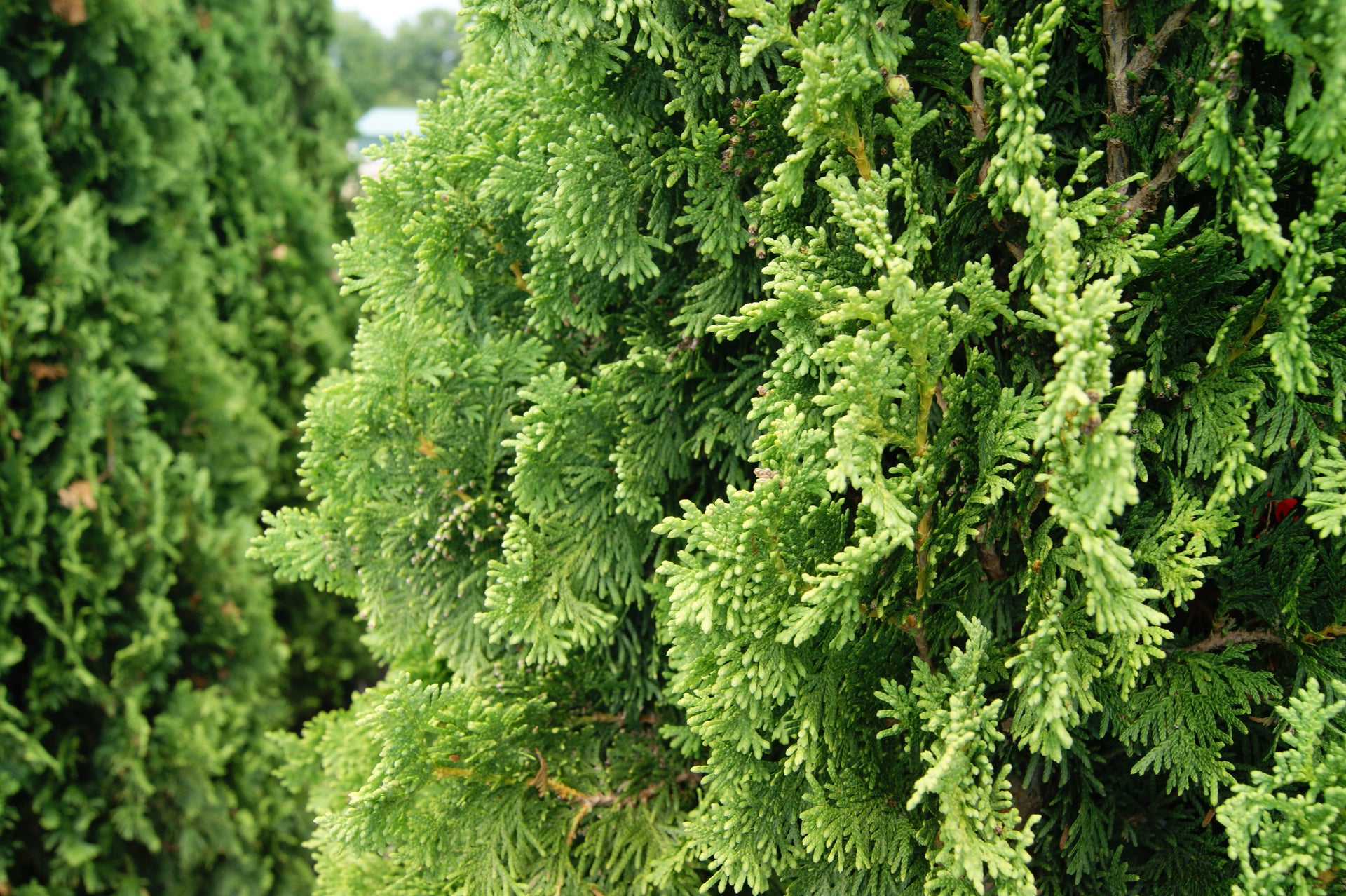 Arborvitae, Eastern 'Degroot's Spire' (Thuja) – Passiglia Landscape,  Nursery & Garden Center