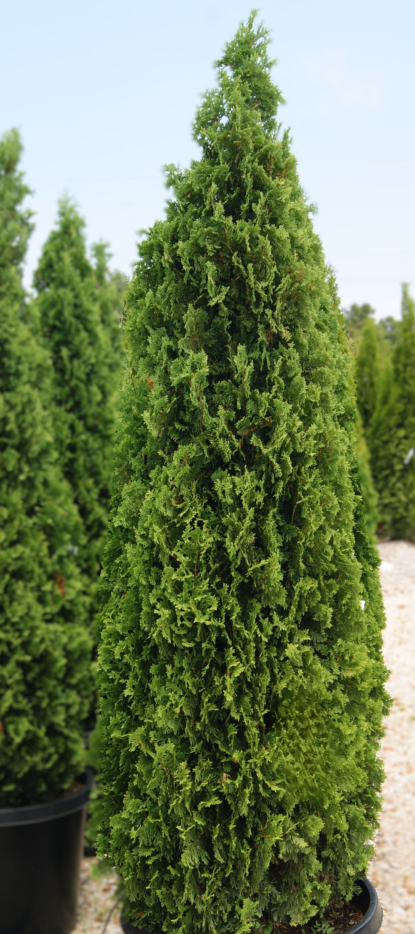 Thuja occidentalis 'Degroot's Spire'