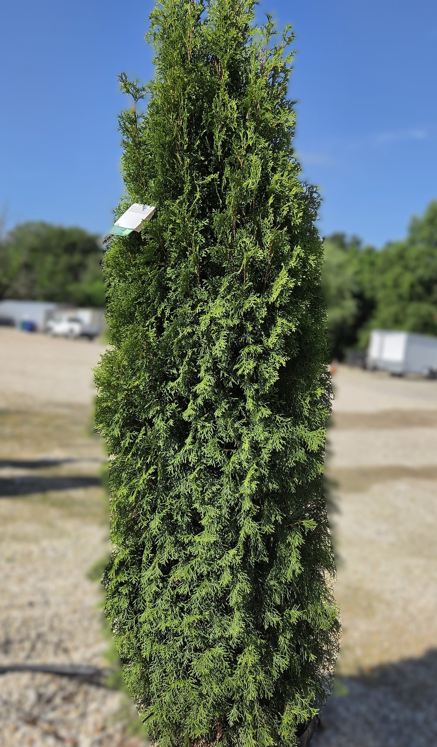 Arborvitae, Eastern 'Emerald' (Thuja)