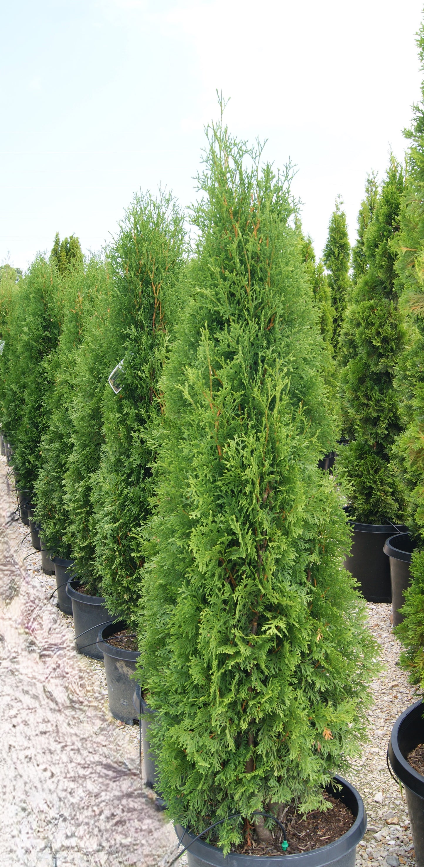 Thuja occidentalis 'Full Speed a Hedge'