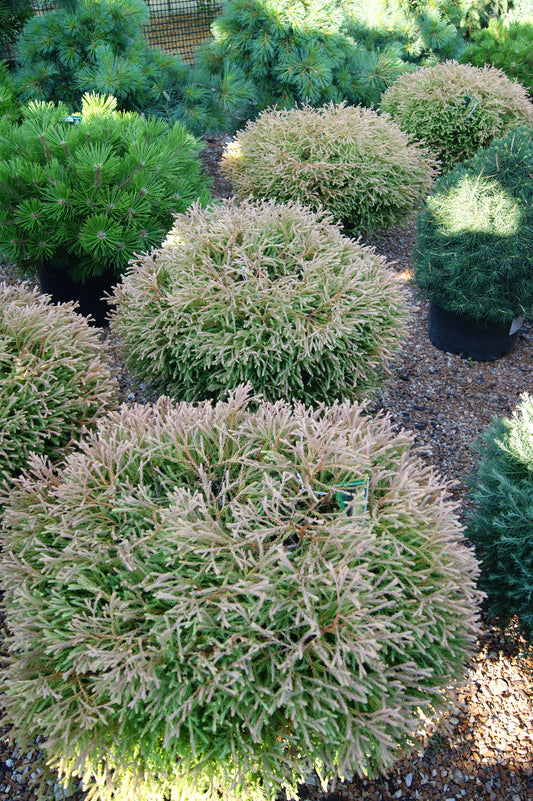Arborvitae, Eastern Globe 'Golden Tuffet' (Thuja)
