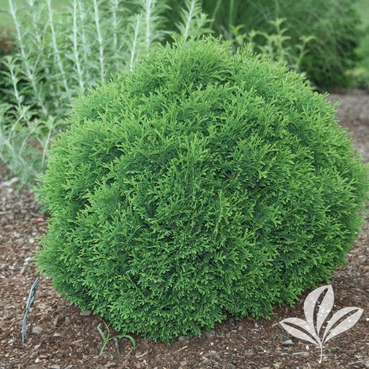 Arborvitae, Eastern Globe 'Hetz Midget' (Thuja)