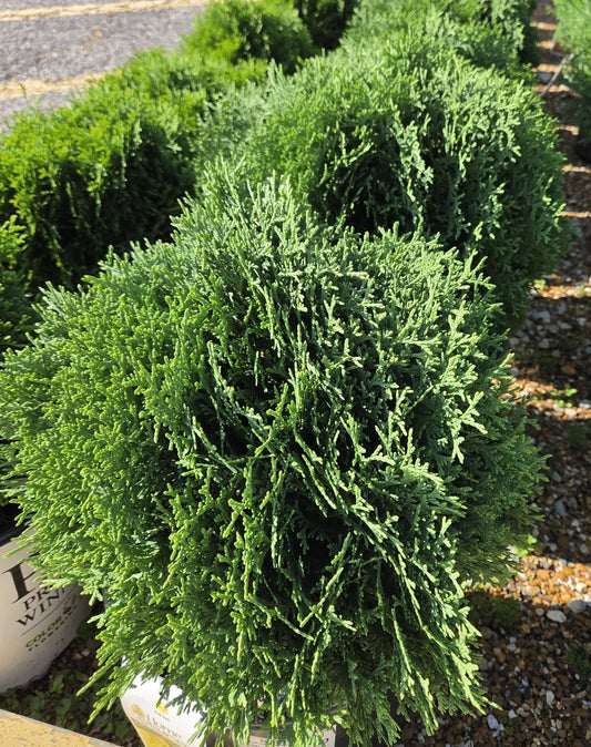 Arborvitae, Eastern Globe 'Hetz Midget' (Thuja)