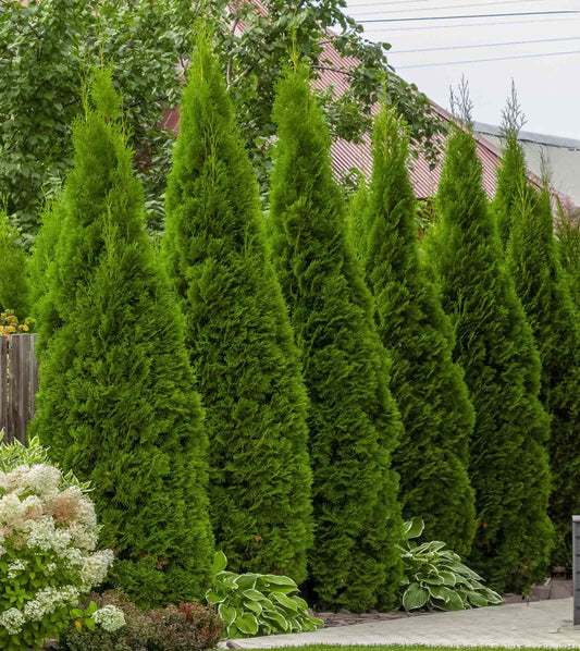 Arborvitae, Western Red Cedar Dwarf Upright 'Junior Giant' (Thuja)