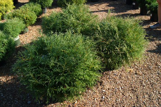Arborvitae, Eastern Globe 'Mr. Bowling Ball' (Thuja)