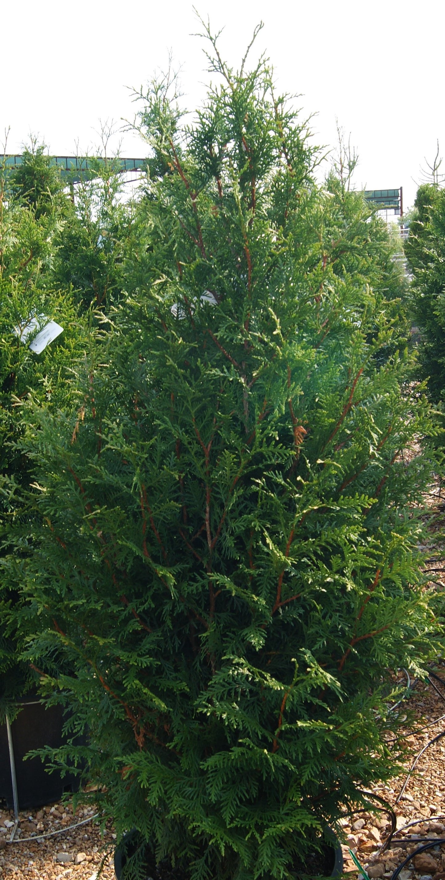 Thuja plicata 'Northern Spire'