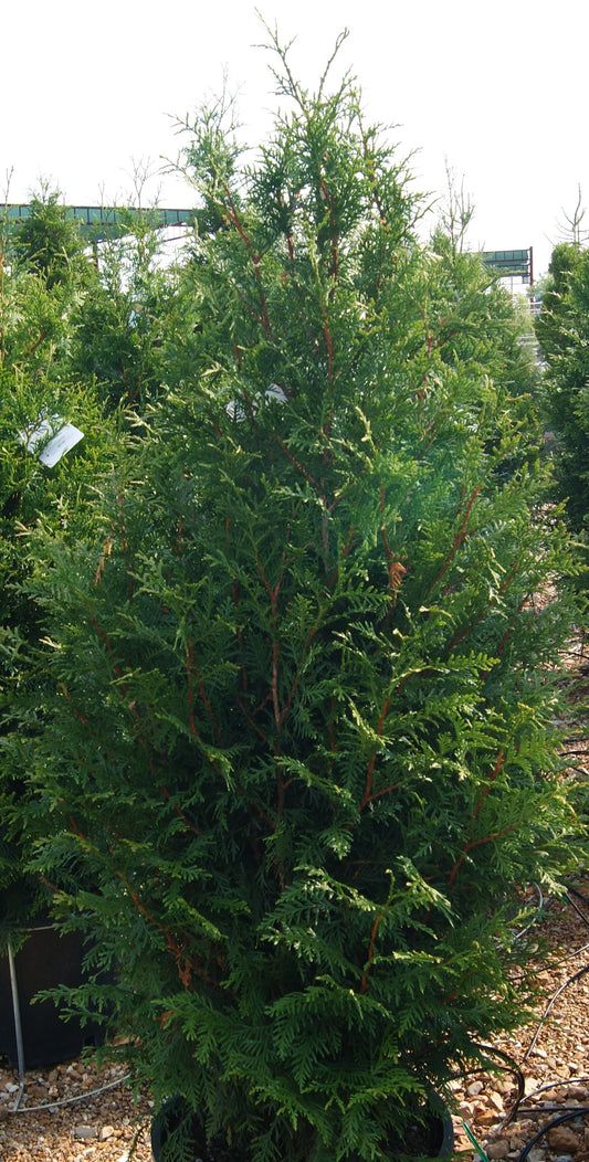 Thuja plicata 'Northern Spire'