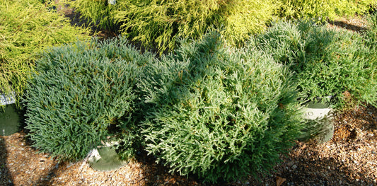 Arborvitae, Eastern Globe 'Pancake' (Thuja)