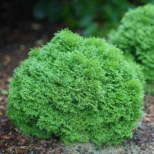Arborvitae, Eastern Globe 'Tater Tot' (Thuja)