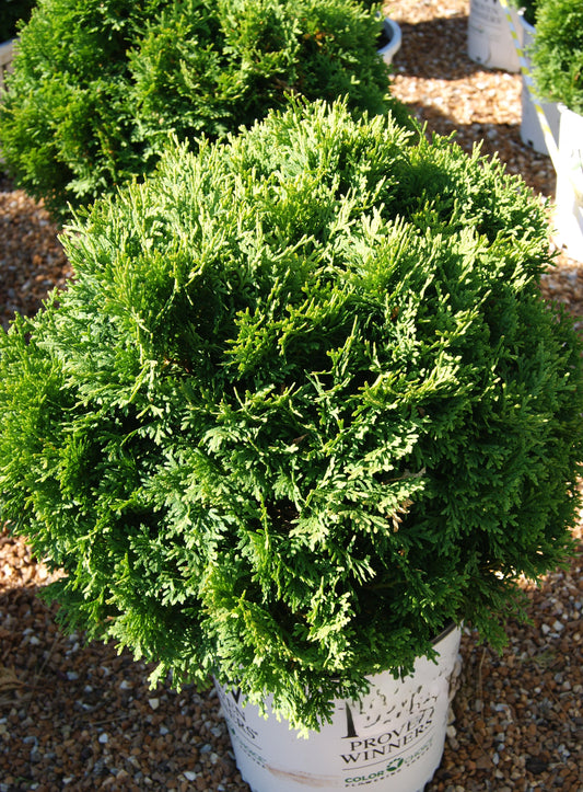 Arborvitae, Eastern Globe 'Tater Tot' (Thuja)