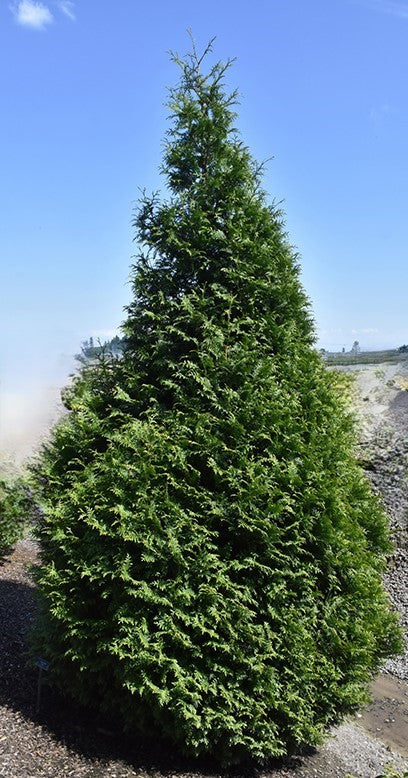 Arborvitae, Western Red Cedar 'Tiny Tower' (Thuja)