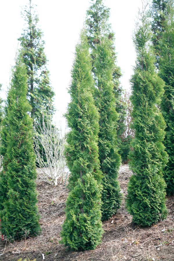 Arborvitae, Eastern Columnar, Full Speed A Hedge, 'Thin Man' (Thuja)