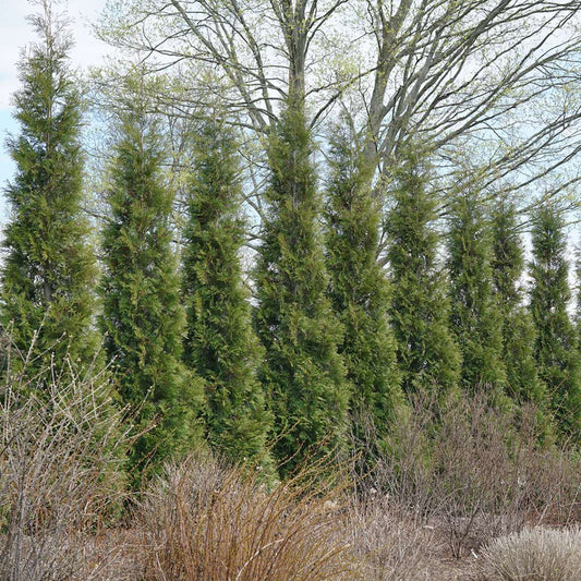 Thuja occidentalis 'American Pillar'