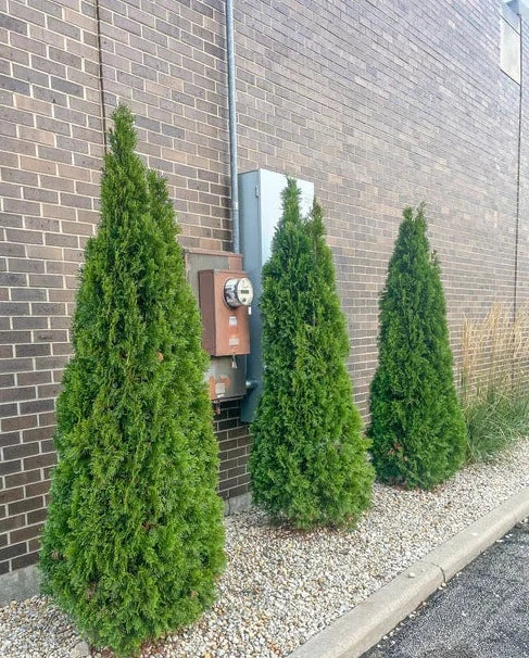 Thuja occidentalis 'Emerald'