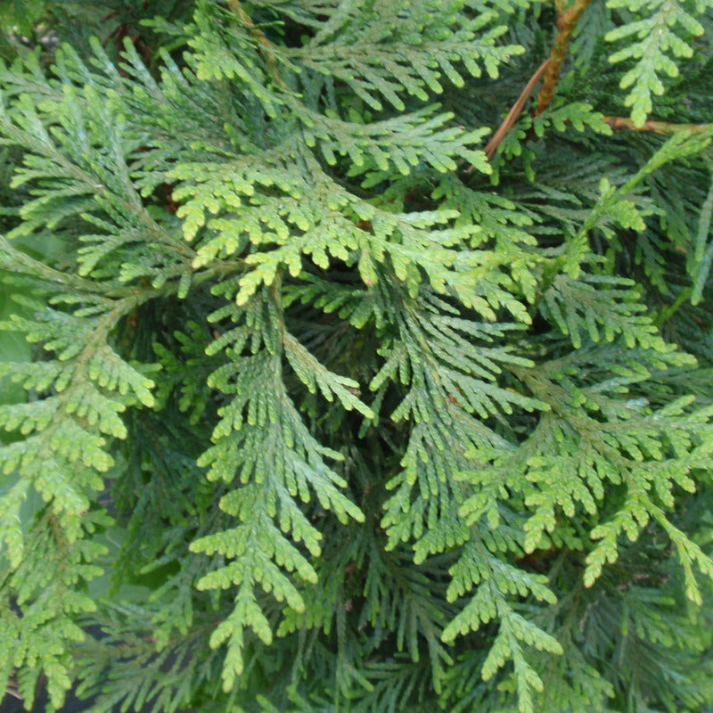 Thuja plicata 'Green Giant'