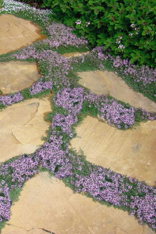 Thymus serpyllum 'Elfin'