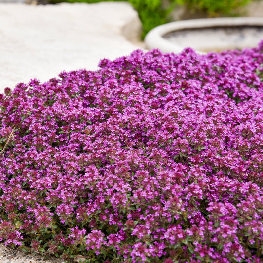 Thyme, Red Creeping (Thymus)