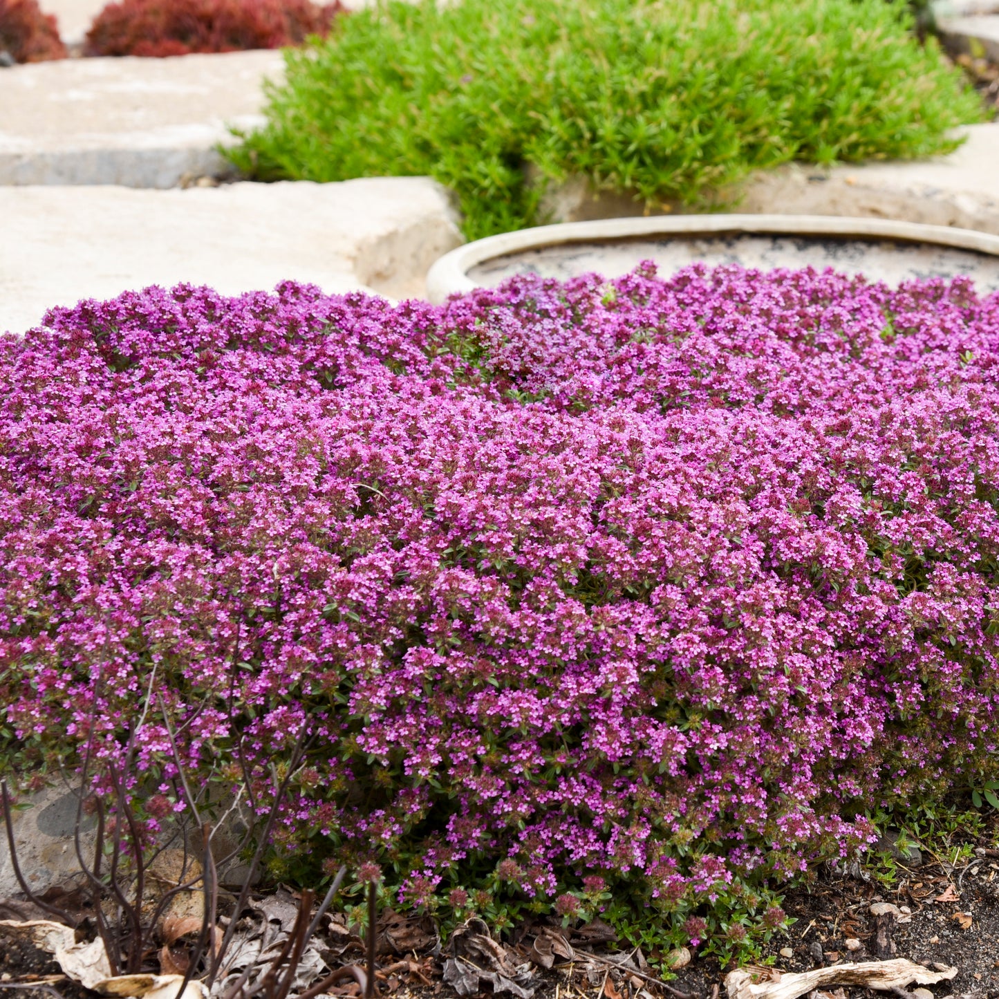 Thyme, Red Creeping (Thymus)