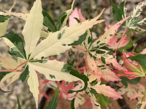 Acer palmatum var. dissectum 'Roseo Marginatum'