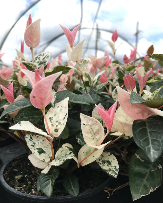 Trachelospermum asiatic 'Snow-N-Summer'