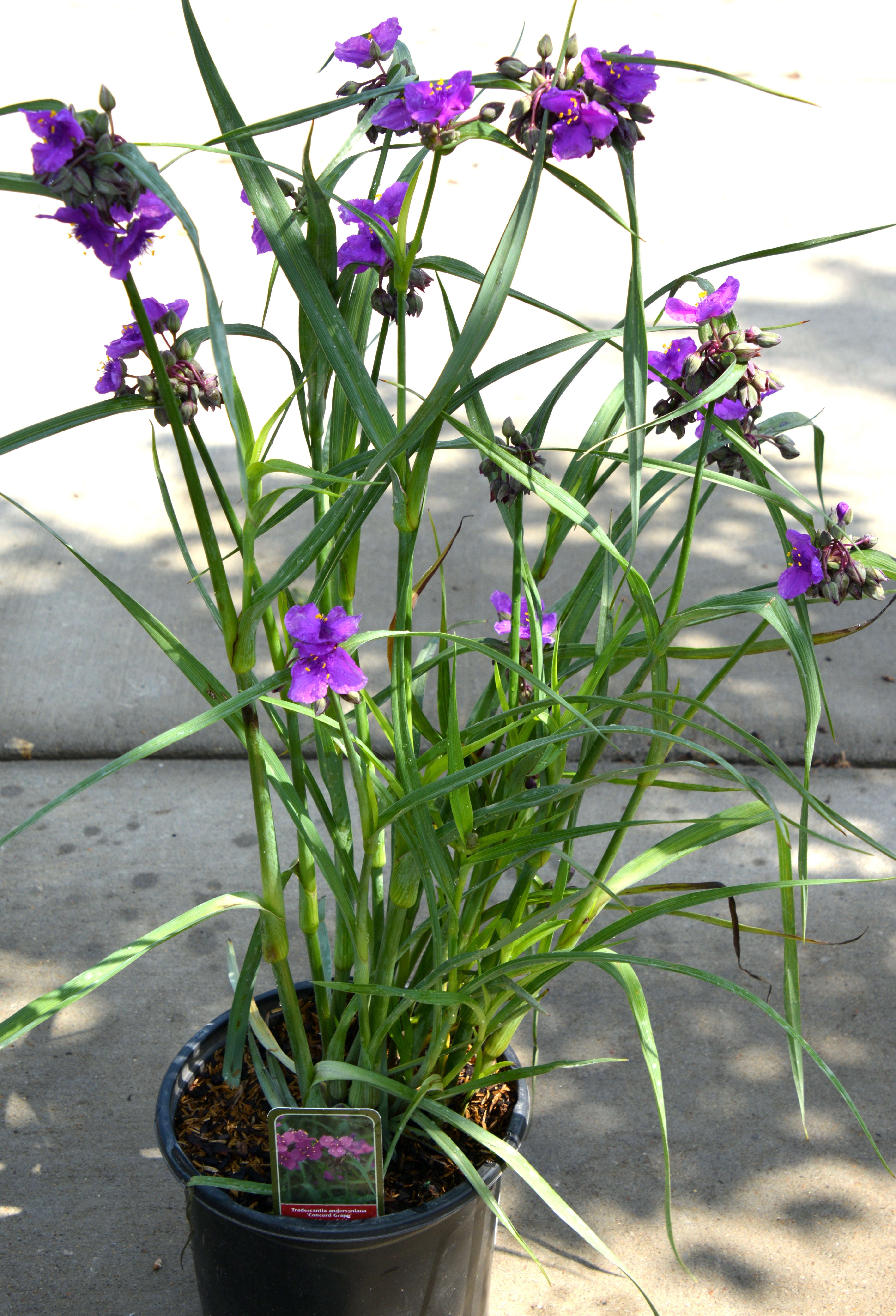 Spiderwort/ Spider Lily 'Concord Grape' (Tradescantia) – Passiglia