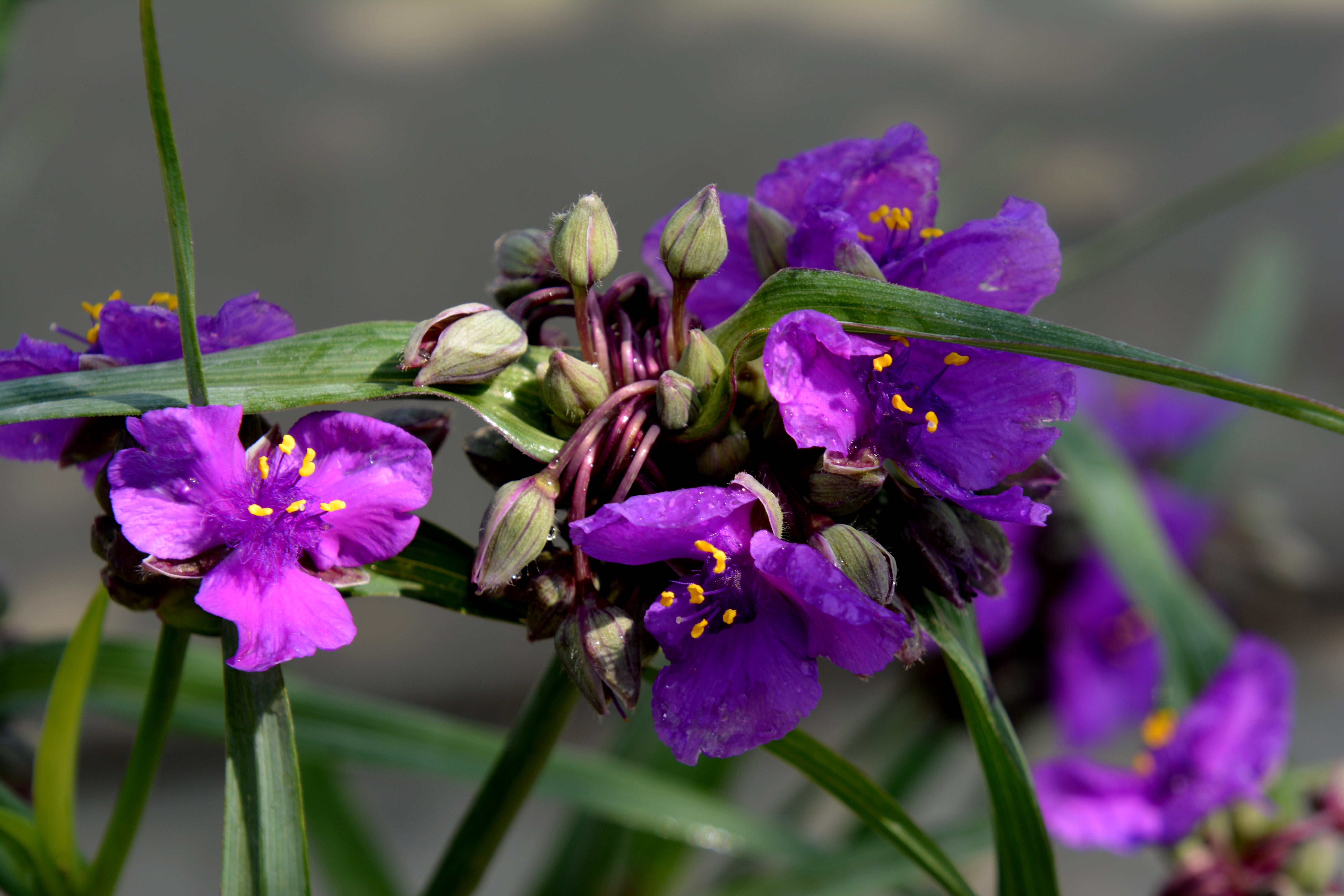 Tradescantia-ConcordGrape_2.