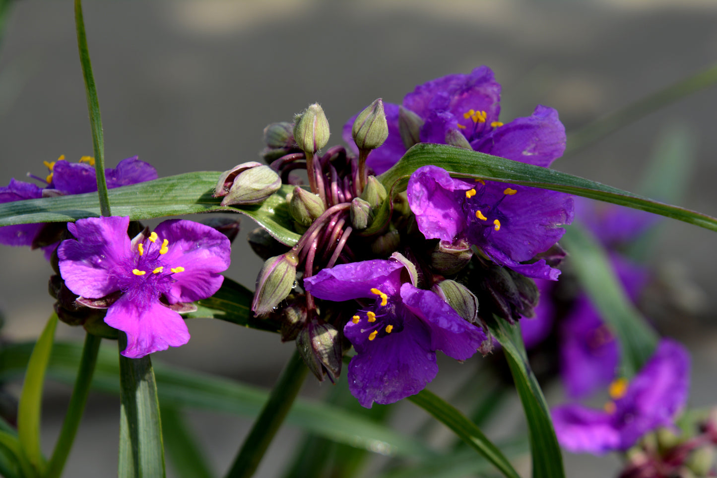 Tradescantia andersoniana 'Concord Grape'