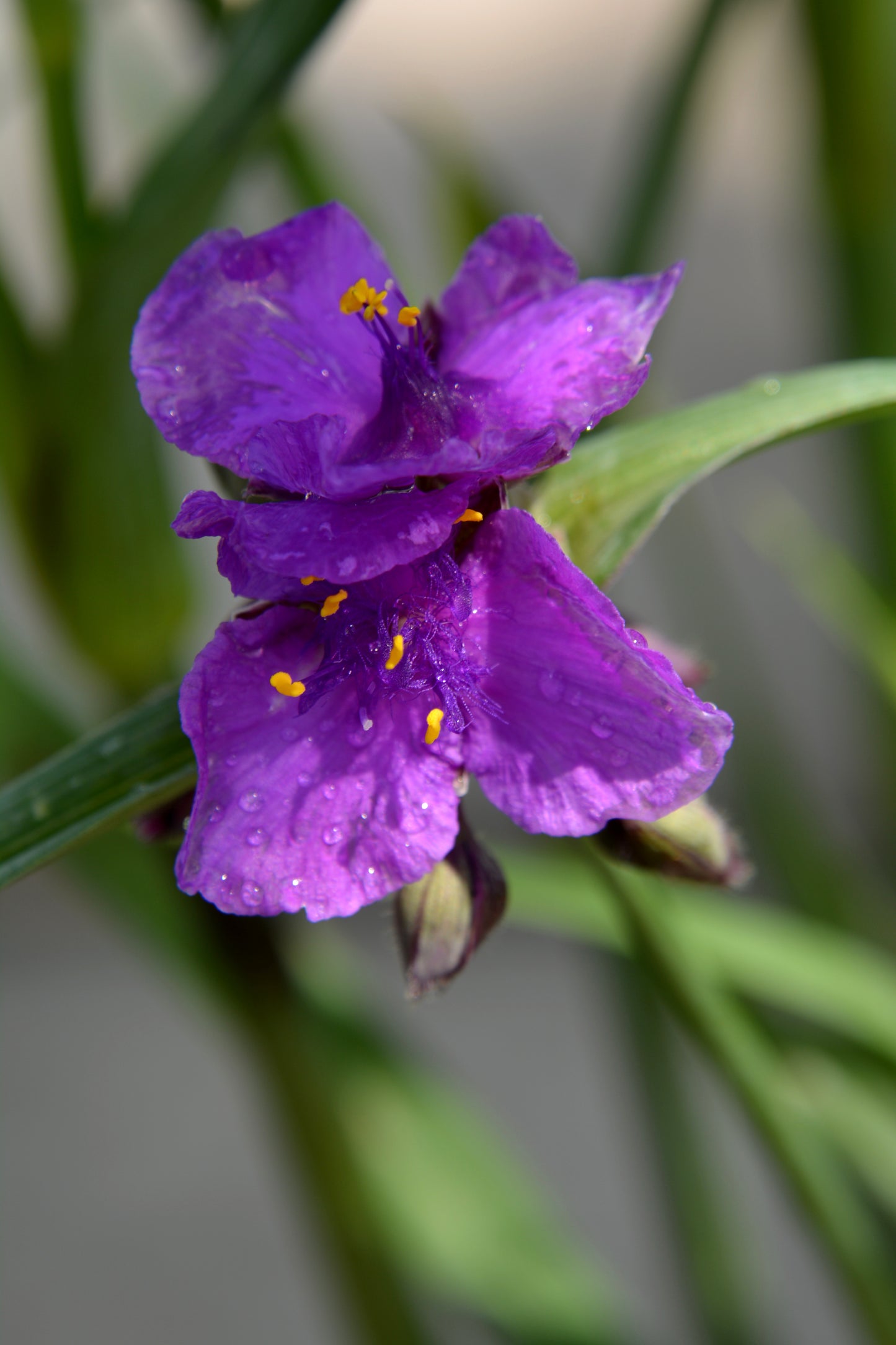 Tradescantia andersoniana 'Concord Grape'