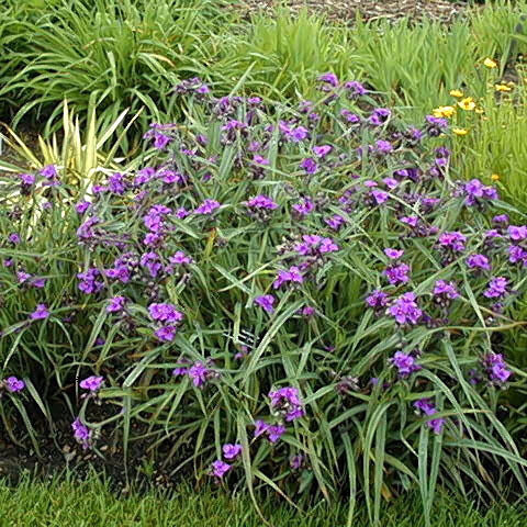 Spiderwort 'Concord Grape' (Tradescantia)