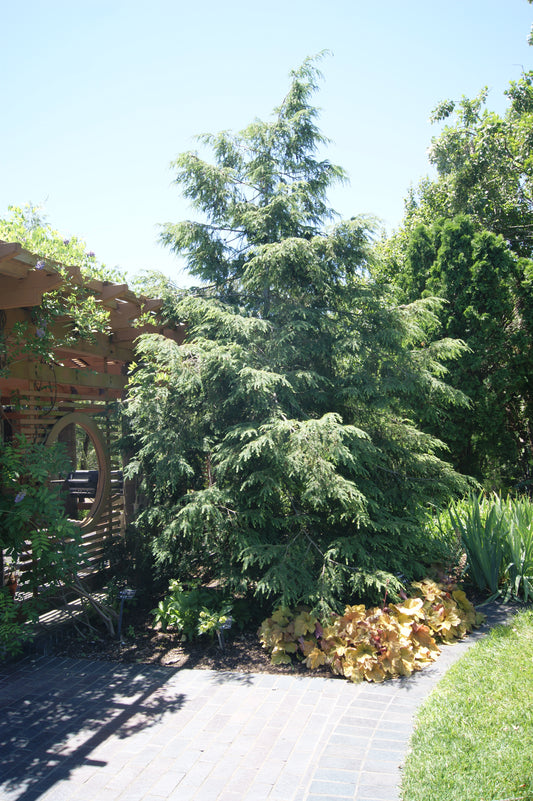 Hemlock, Canadian, Eastern (Tsuga)