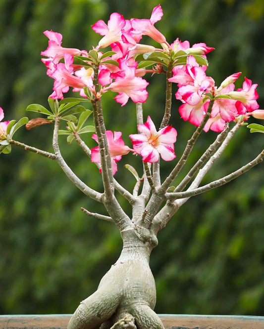Desert Rose, Assorted (Adenium)