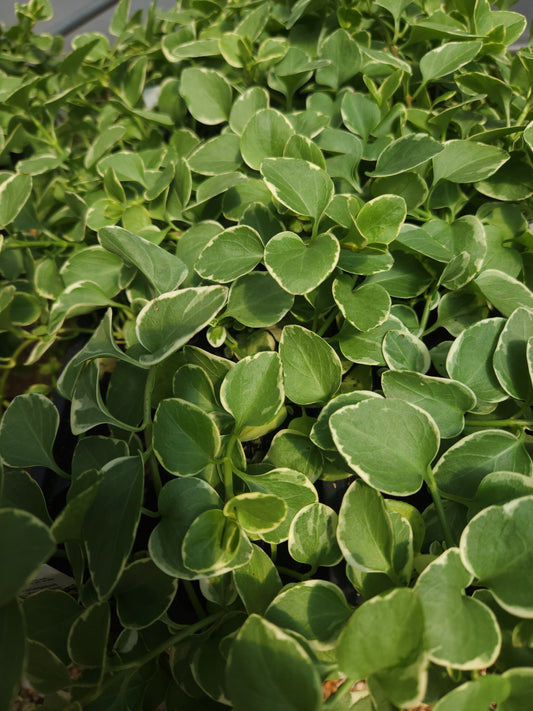 Vinca major (Varigated Hybrids)