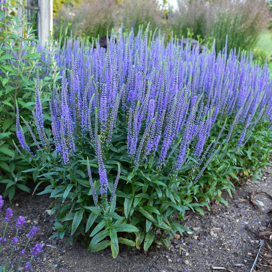 Speedwell, Spiked 'Blue Skywalker' (Veronica)