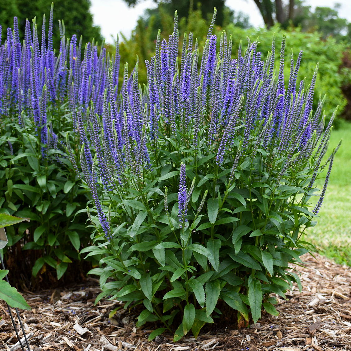 Speedwell, Spiked 'Blue Skywalker' (Veronica)